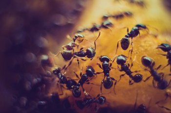 Künstliche Intelligenz Ameisen und Ethik